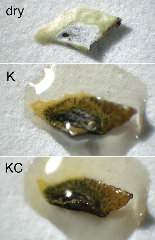 Cetrelia cetrarioides - KC test