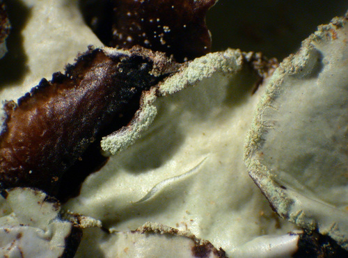 Cetrelia cetrarioides - Soredia