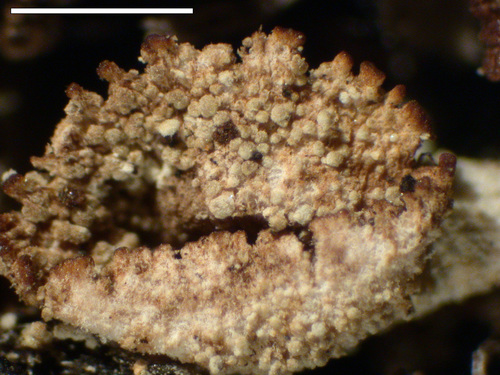 Cladonia chlorophaea - Cup interior