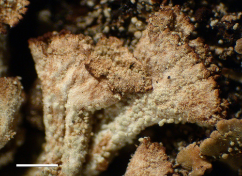 Cladonia chlorophaea - Podetia