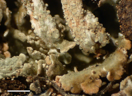 Cladonia chlorophaea - Squamules