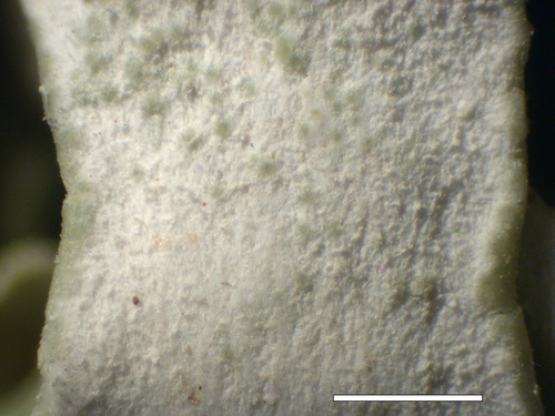 Cladonia macrophyllodes - Lower