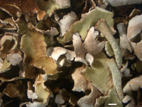 Cladonia macrophyllodes - Squamules