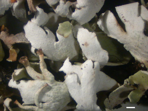 Cladonia macrophyllodes - Lower