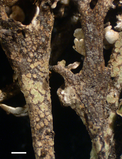 Cladonia phyllophora - Podetia