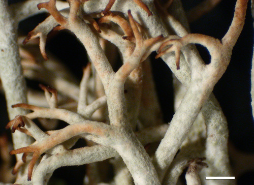 Cladonia rangiferina - Podetia tips