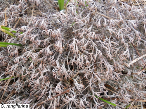 Cladonia rangiferina - Field appearance