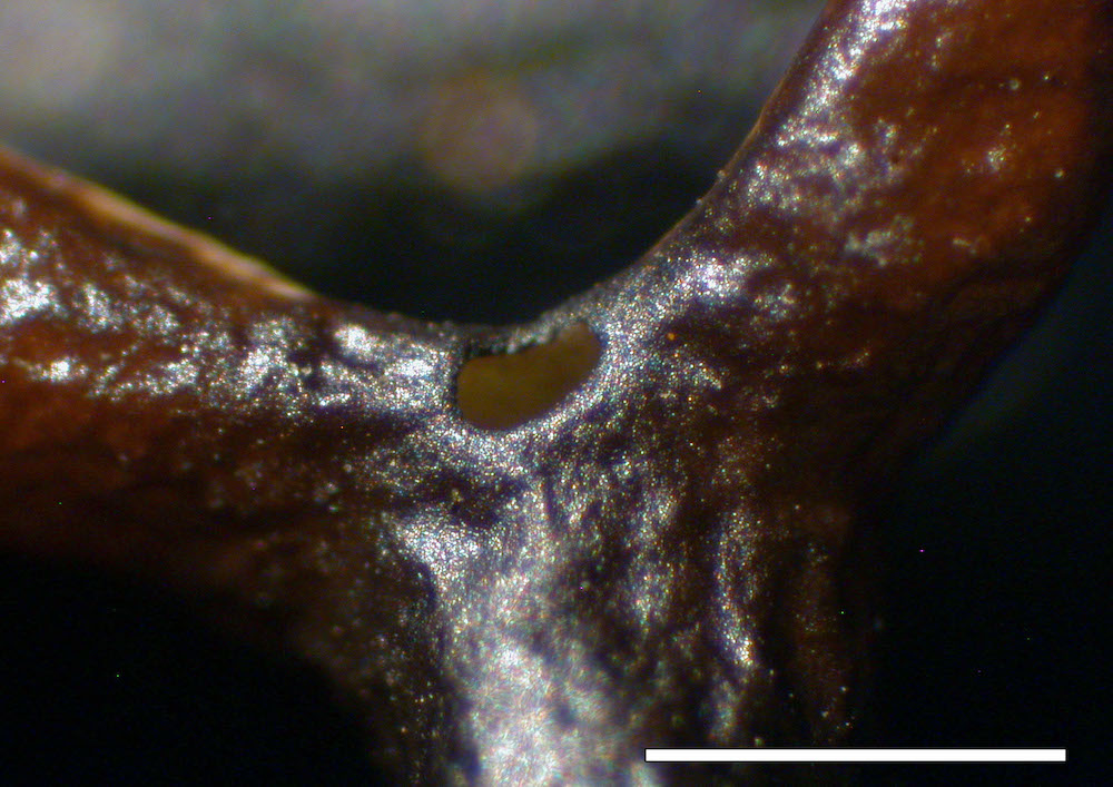 Hypogymnia inactiva - Perforate branch axil