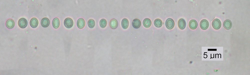 Hypogymnia wilfiana - Ascospores