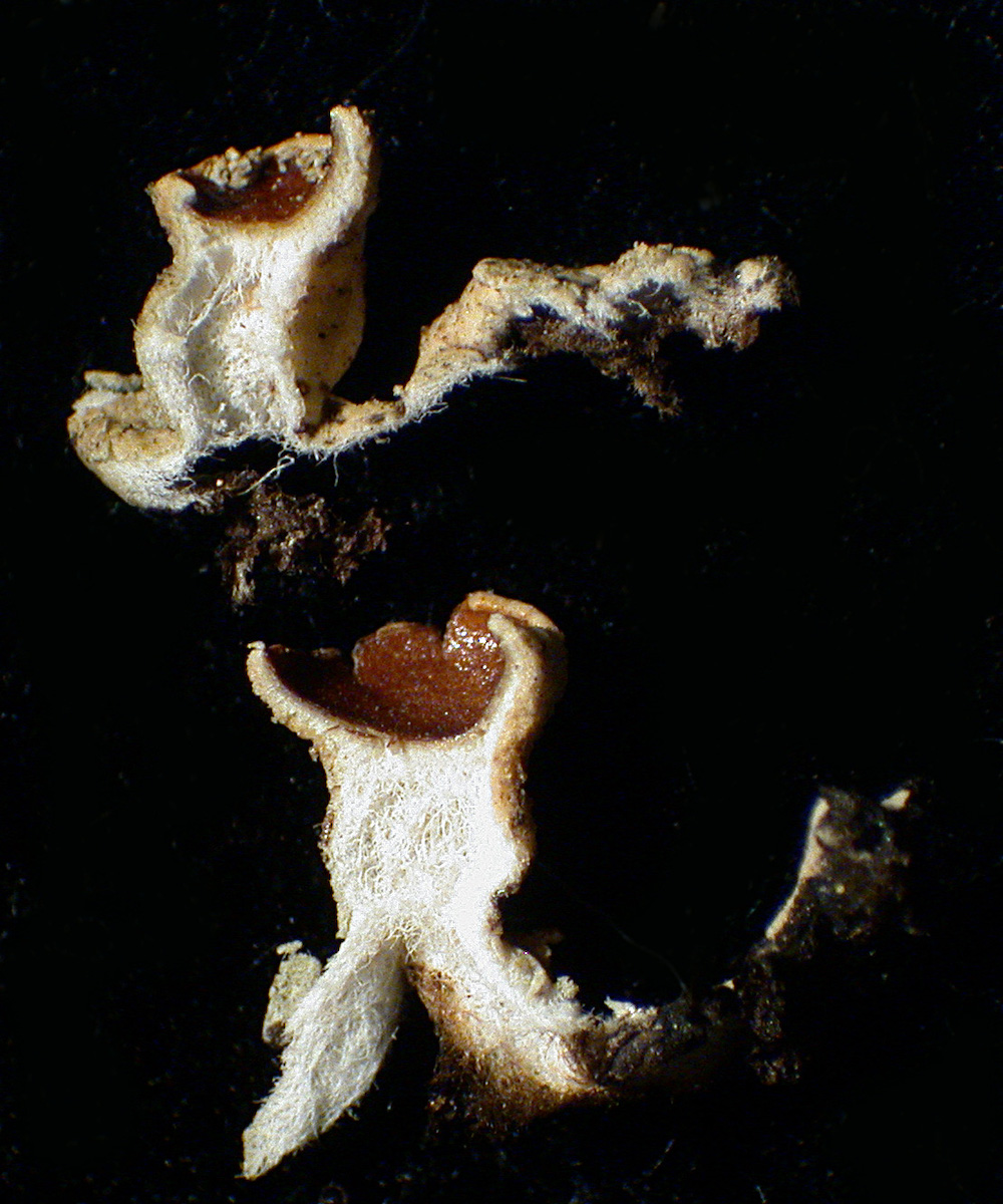 Hypogymnia wilfiana - Apothecia pedicels