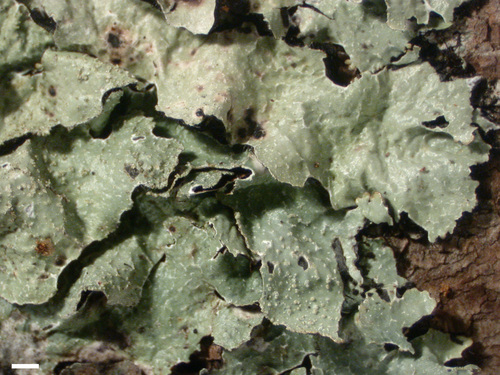 Parmelia hygrophila - Habit