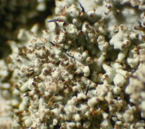 Parmotrema crinitum - Isidia