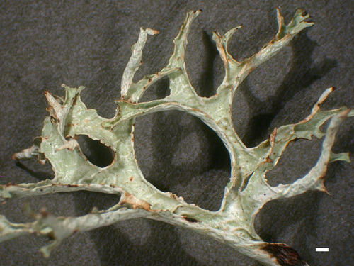 Platismatia stenophylla - Lobes