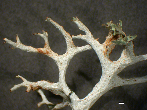 Platismatia stenophylla - Lower