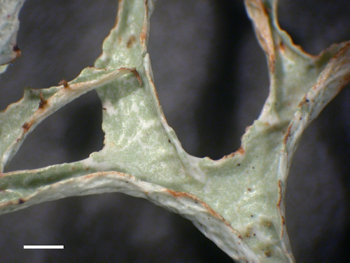 Platismatia stenophylla - Lobes