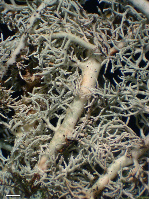 Sphaerophorus tuckermanii - Branches, main
