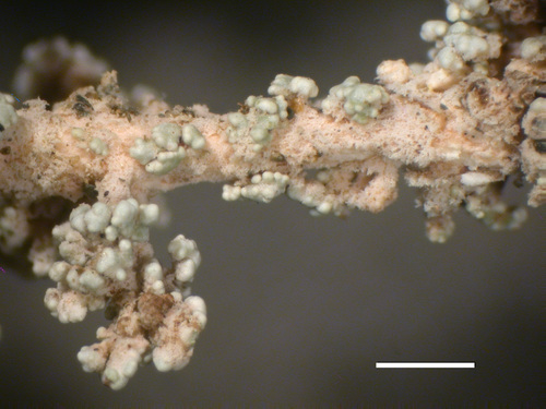 Stereocaulon alpinum - Cephalodia