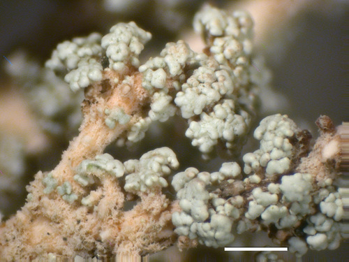 Stereocaulon alpinum - Phyllocladia and tomentum