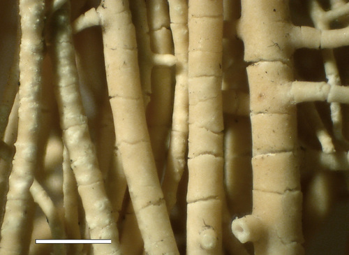 Usnea subgracilis - Branches