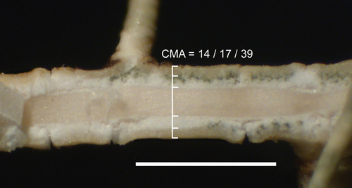 Usnea subgracilis - Longitudinal section