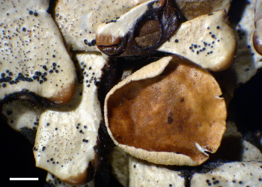 Hypogymnia apinnata - Apothecia