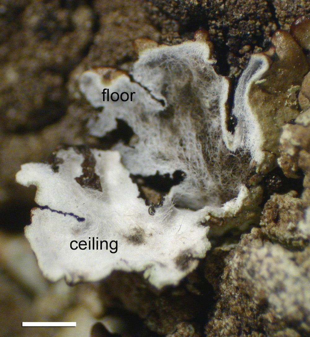Hypogymnia austerodes - Lobe cavity