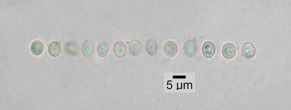 Hypogymnia austerodes - Ascospores
