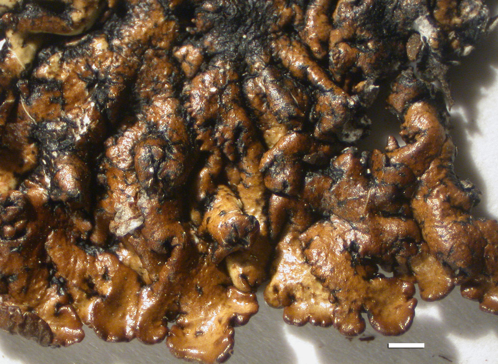 Hypogymnia austerodes - Lobes
