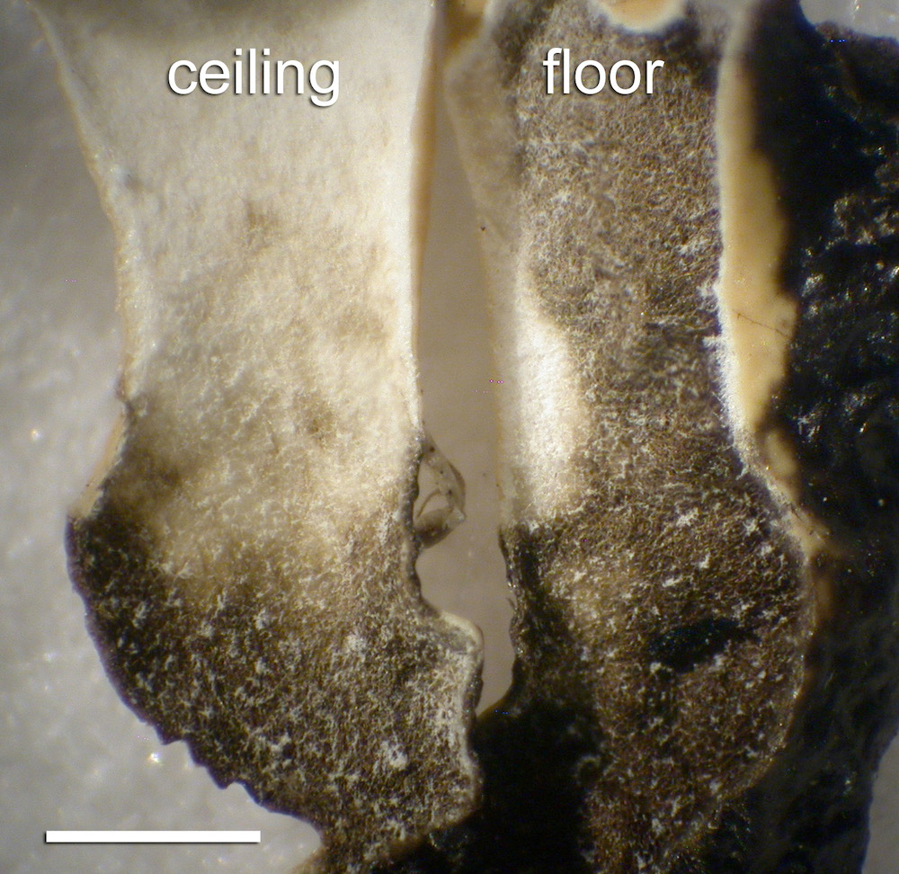 Hypogymnia beringiana - Lobe cavity