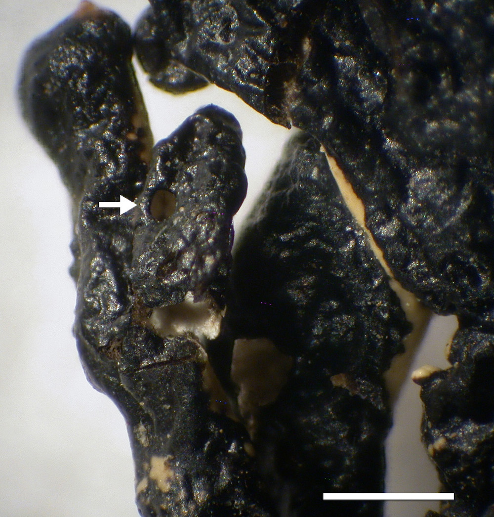 Hypogymnia beringiana - Lower surface
