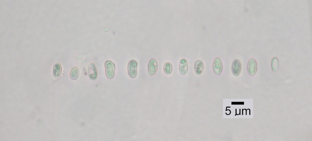 Hypogymnia bitteri - Ascospores