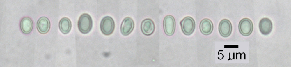 Hypogymnia canadensis - Ascospores