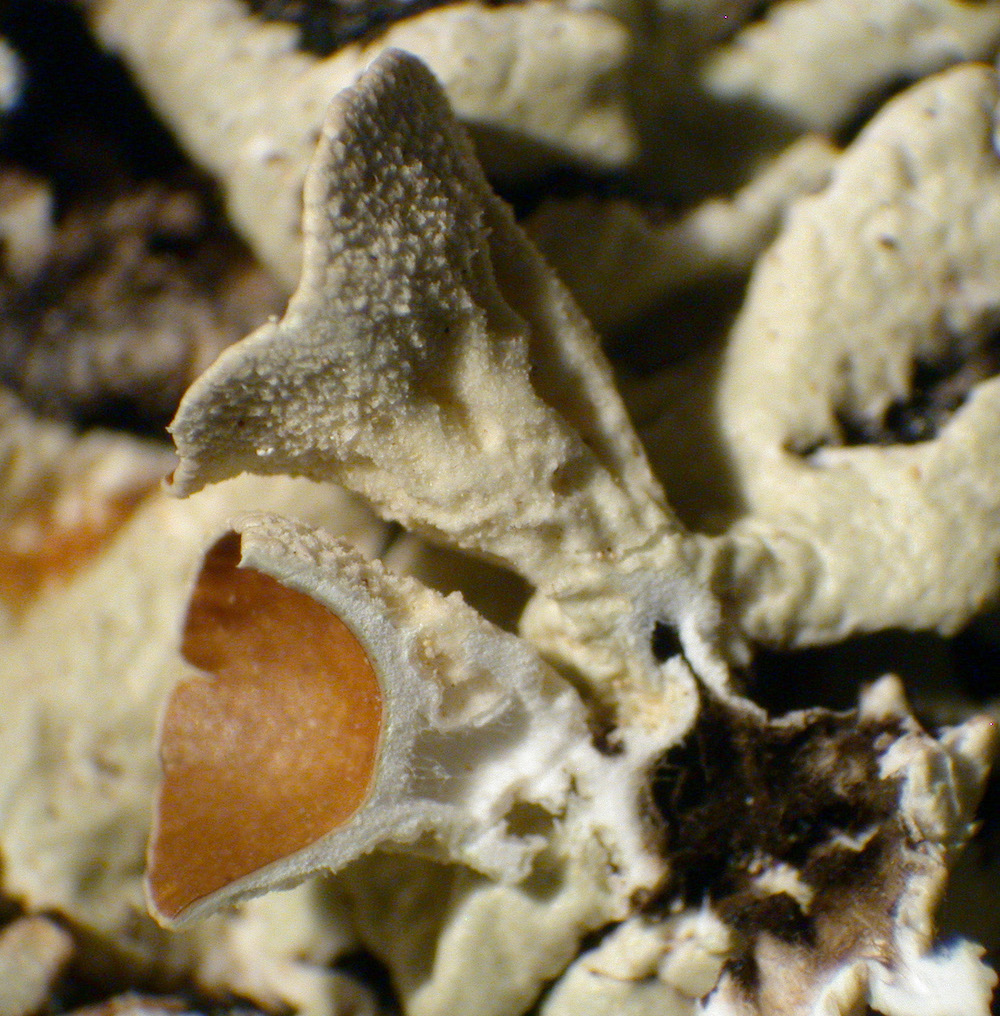 Hypogymnia canadensis - Apothecia pedicels