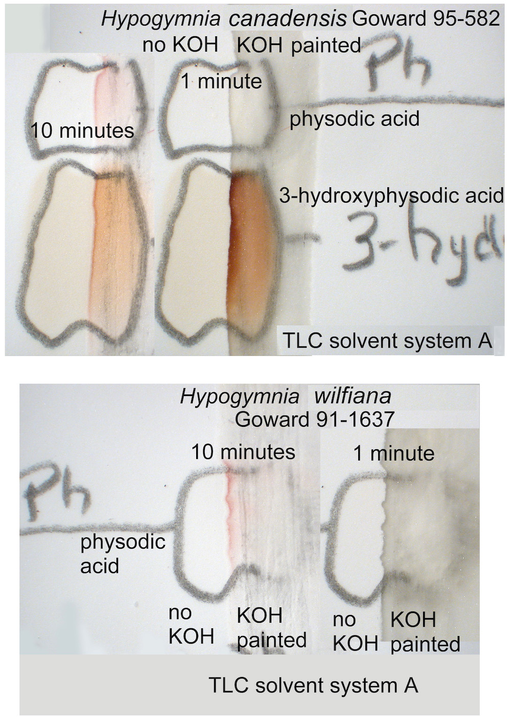 Hypogymnia canadensis - TLC plate of 3-hydroxyphysodic acid