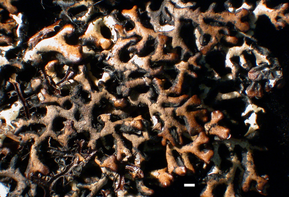 Hypogymnia castanea - Lobes