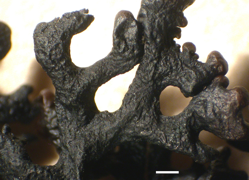 Hypogymnia castanea - Lower surface
