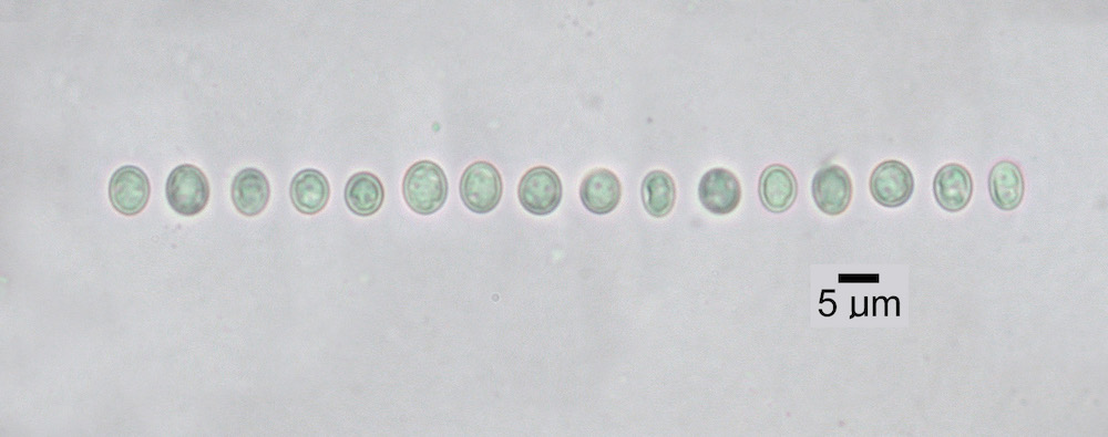 Hypogymnia duplicata - Ascospores