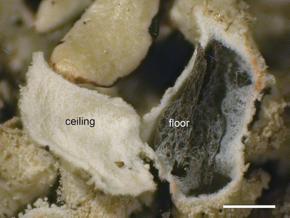 Hypogymnia farinacea - Lobe cavity
