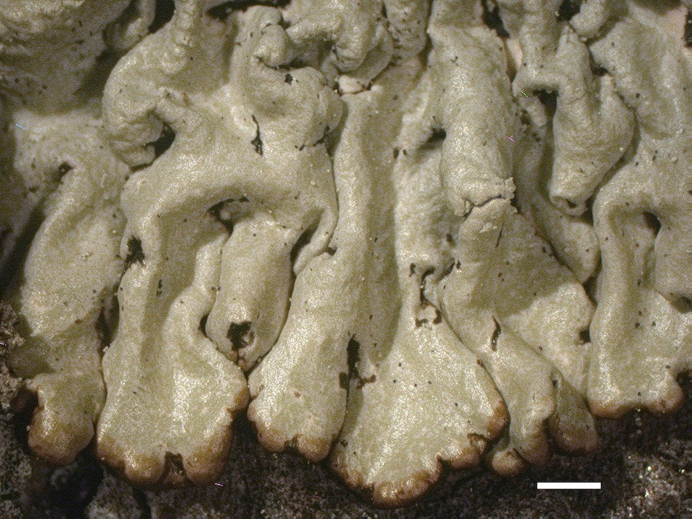 Hypogymnia farinacea - Lobes