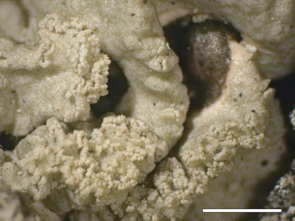 Hypogymnia farinacea - Soredia