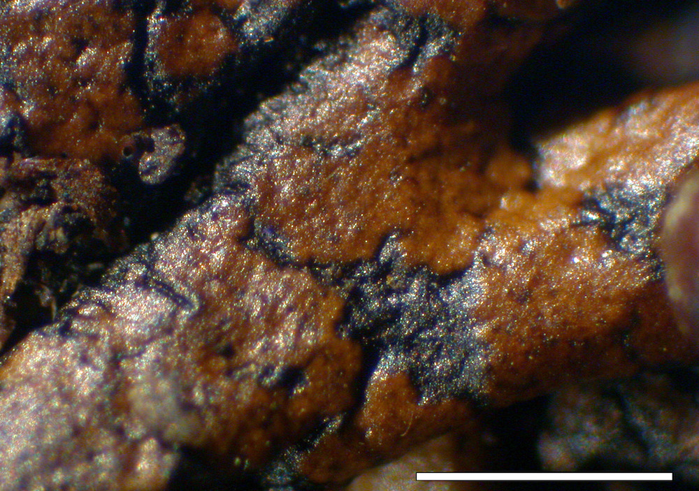 Hypogymnia fistulosa - Upper surface