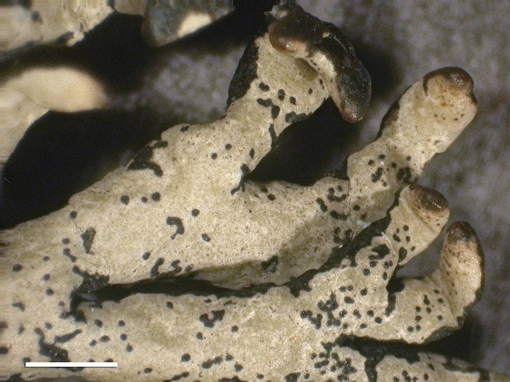 Hypogymnia gracilis - Lobes