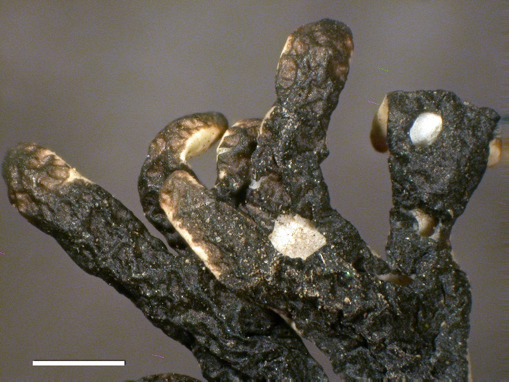 Hypogymnia gracilis - Lower surface