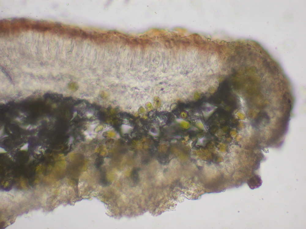 Hypogymnia gracilis - Hymenium