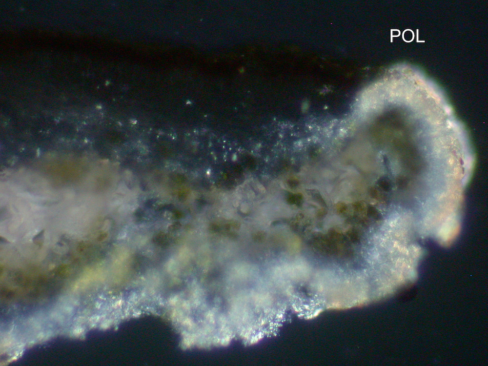 Hypogymnia gracilis - Hymenium, polarized light