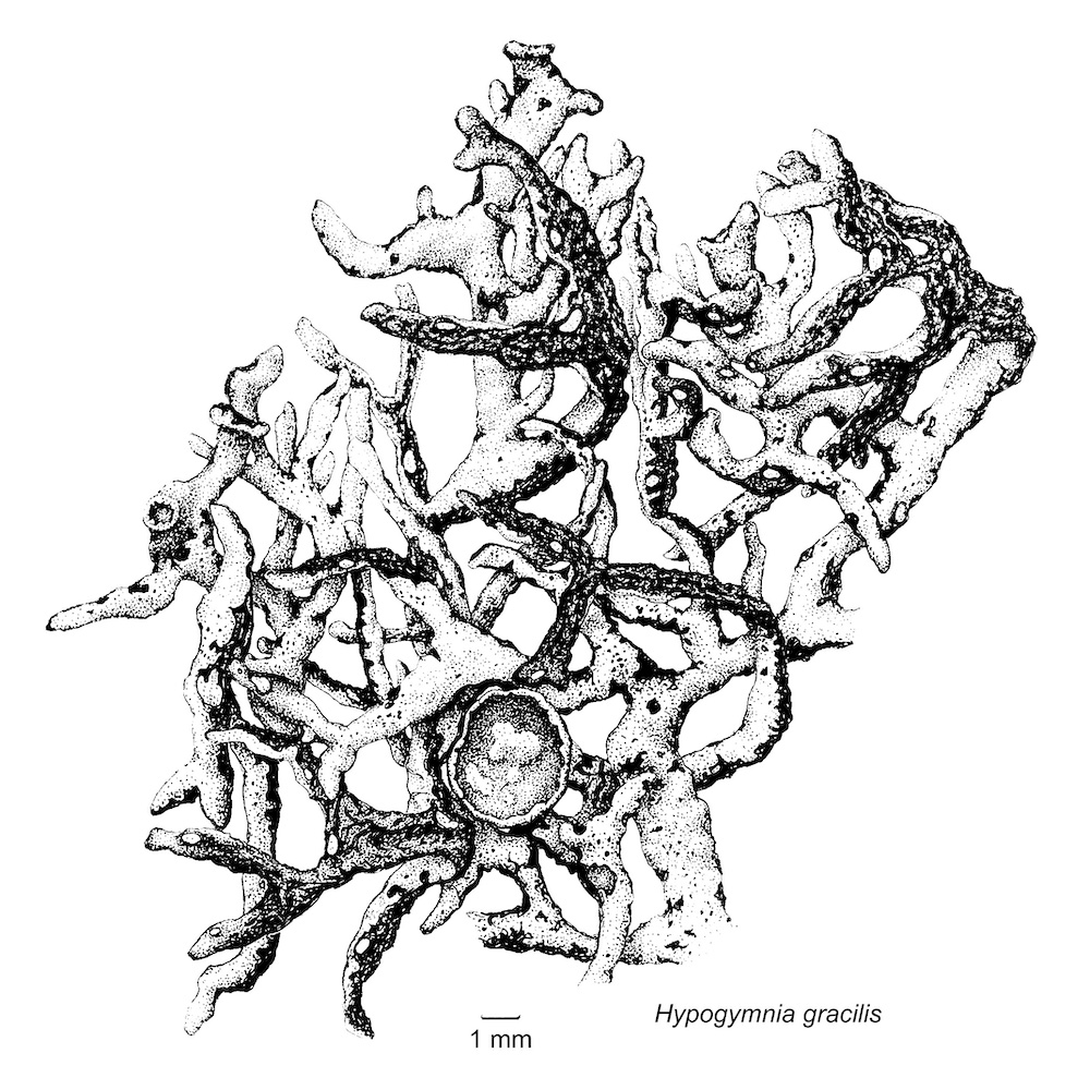 Hypogymnia gracilis - Habit