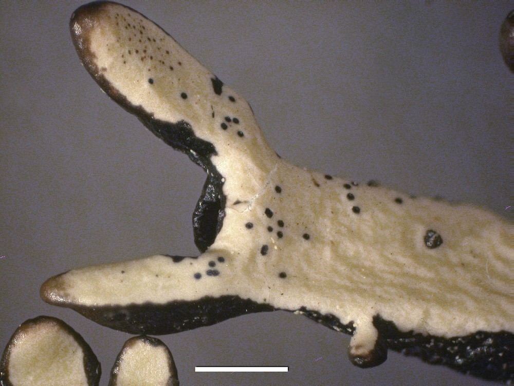 Hypogymnia heterophylla - Perforate lobe tips