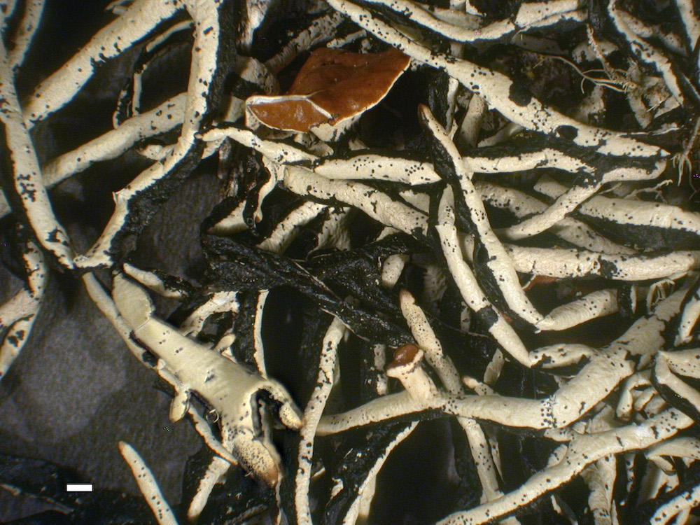 Hypogymnia heterophylla - Lobes