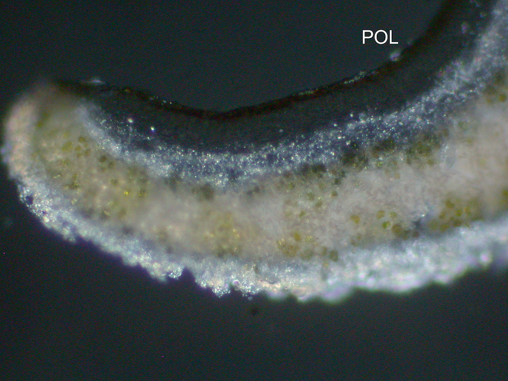 Hypogymnia heterophylla - Hymenium