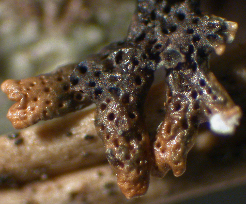 Hypogymnia hultenii - Lower surface with cavernulae